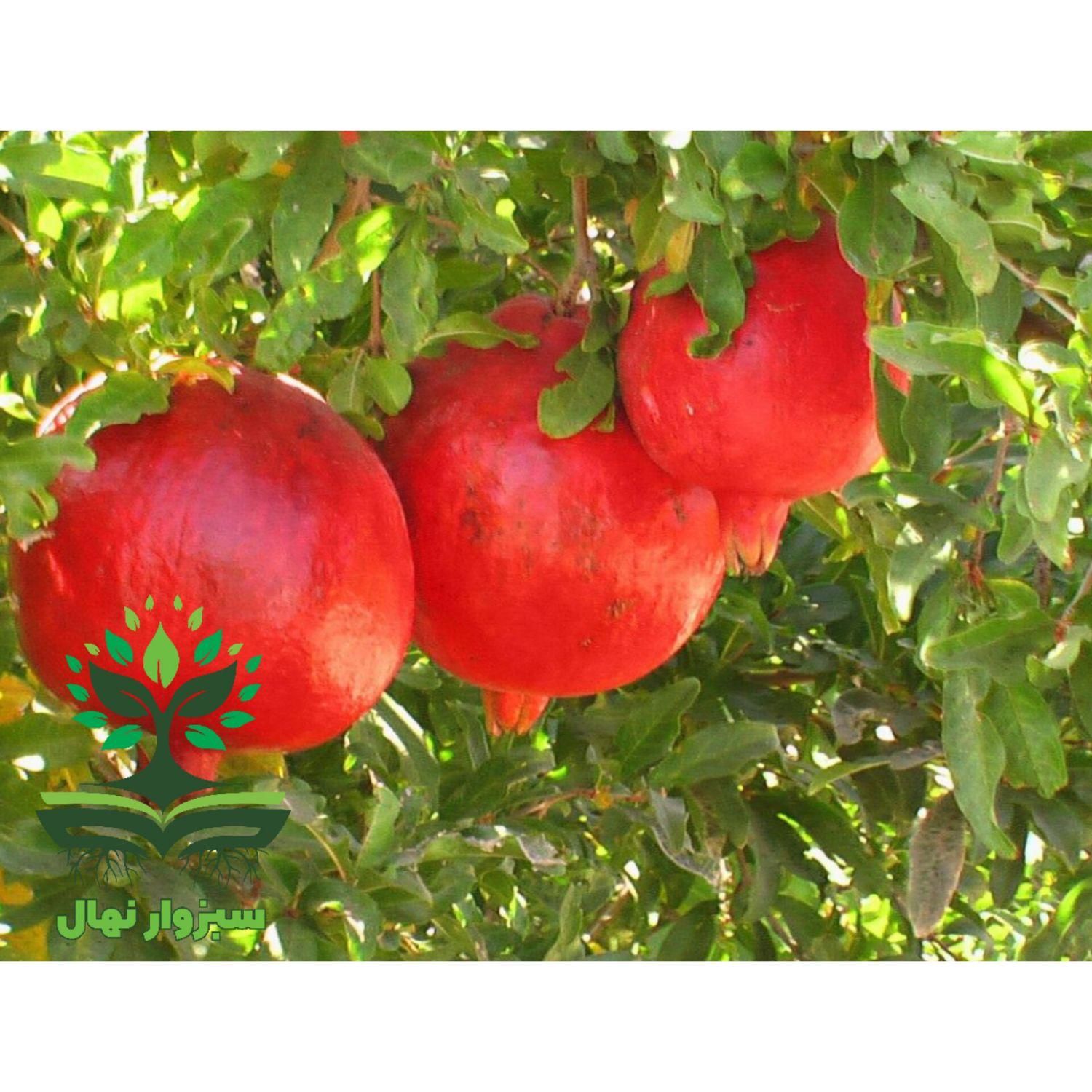 نهال انار ممتاز ساوه|گل و گیاه طبیعی|سبزوار, کهنه آب|دیوار
