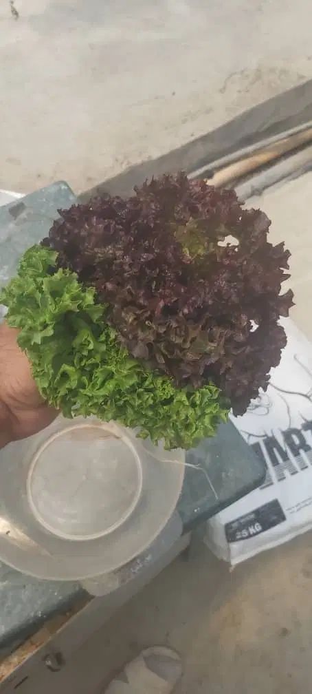 کاهو فرانسوی پخش به صورت عمده|خوردنی و آشامیدنی|اصفهان, عطار نیشابوری|دیوار