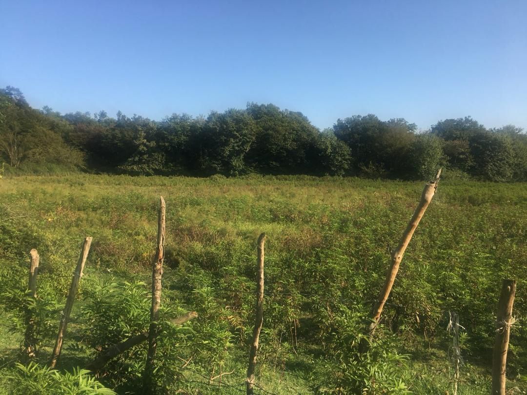 فروش زمین صنعتی شیرگاه 10000 متری|فروش زمین و ملک کلنگی|شیرگاه, |دیوار