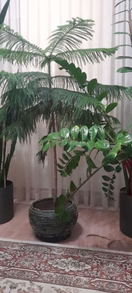 گلهای آپارتمانی فوق العاده زیبا و سرحال|گل و گیاه طبیعی|شیروان (خراسان), |دیوار