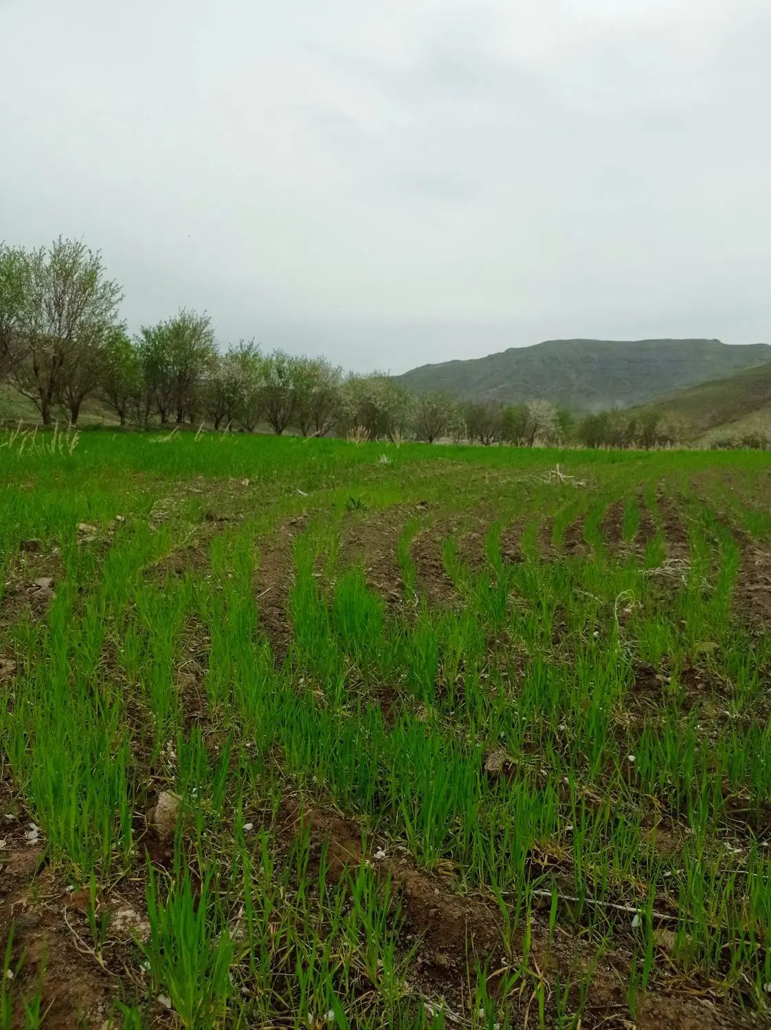 زمین باغی. روستای بادمجین 20کیلومتری قزوین|فروش زمین و ملک کلنگی|قزوین, |دیوار