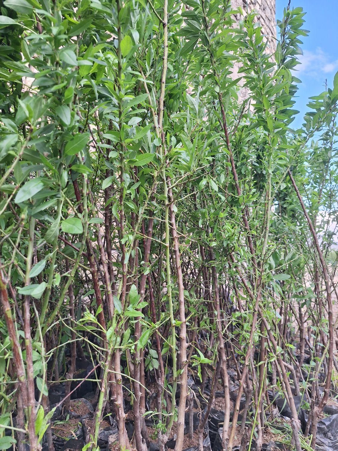 بادام نهال و درخت|خدمات باغبانی و درختکاری|فلاورجان, |دیوار