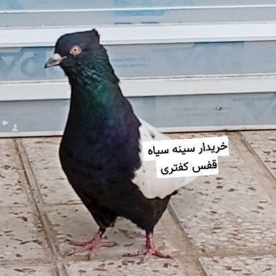 کبوتر سینه سیاه و توری کفتری|پرنده|کرمان, |دیوار