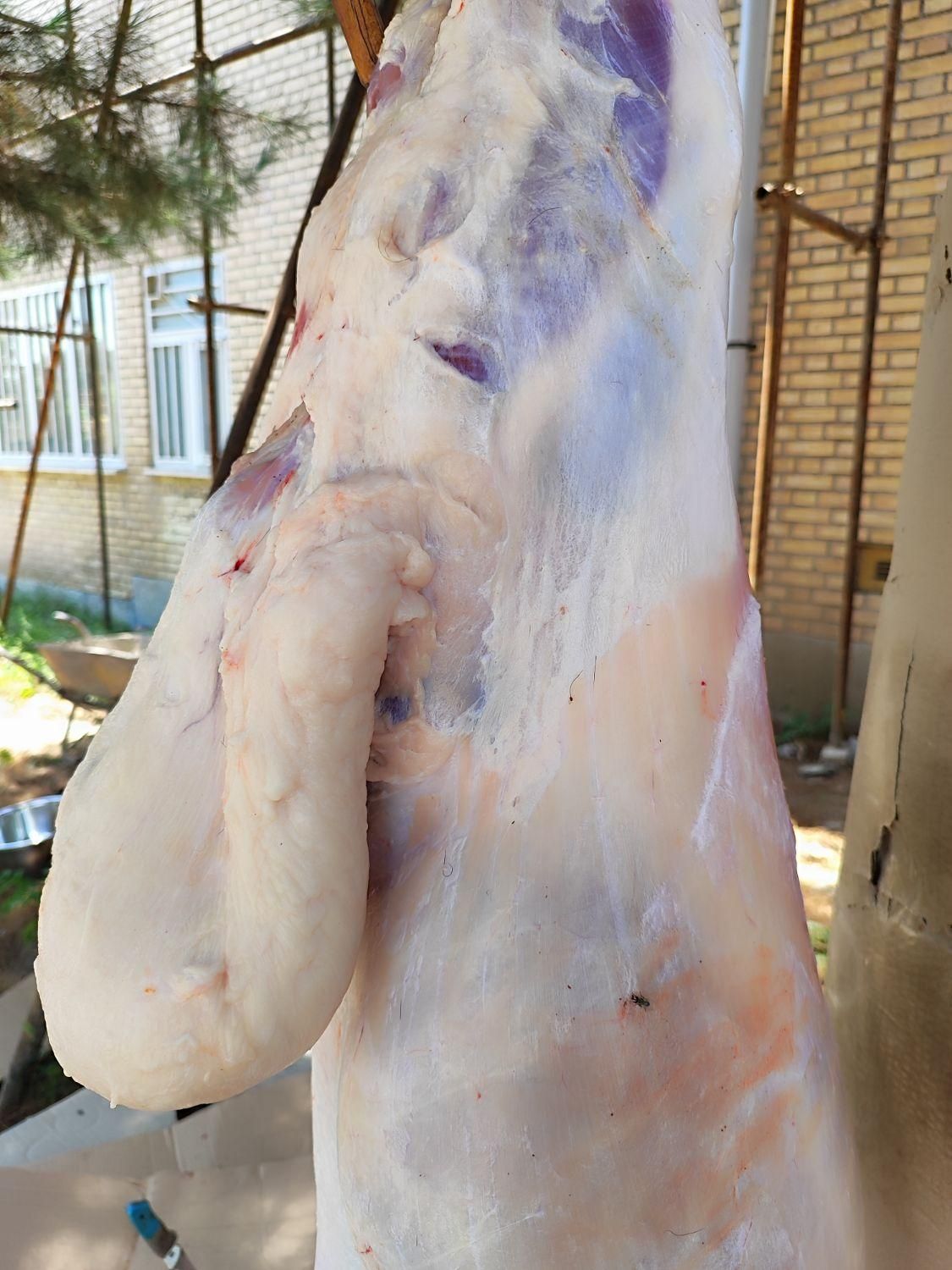 گوسفند قربانی قزوین بره نر میش جوان|حیوانات مزرعه|قزوین, |دیوار