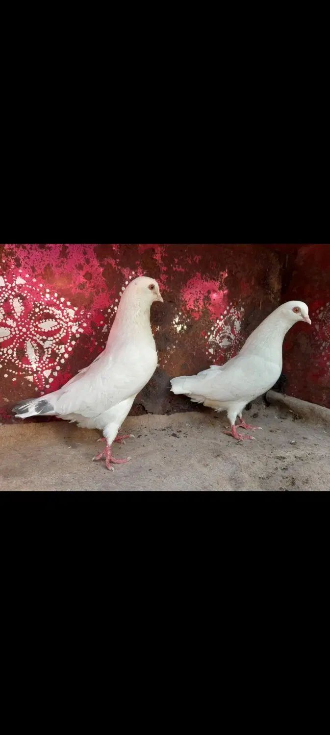 کبوتر پرشی دهنجور واقعی ۱۰ ساعته باضمانت|پرنده|رشت, گیل|دیوار