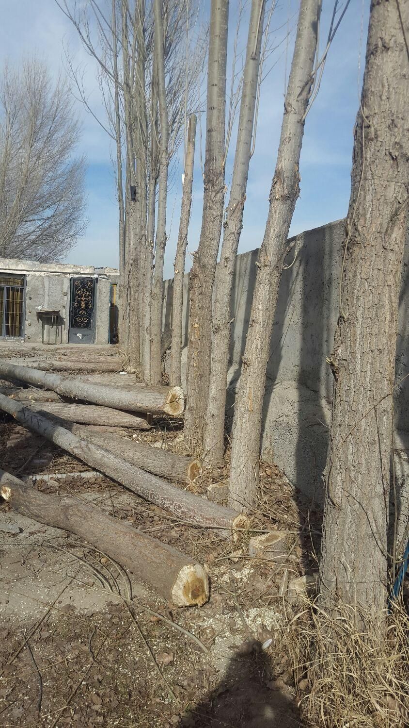 خریدار درخت سرپا وچوب خشک|خدمات باغبانی و درختکاری|اردبیل, |دیوار