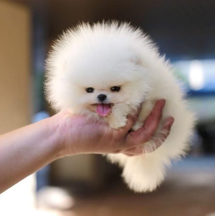 فروش ویژه پامر سایز ربز عروسکی سایز فنجونی|سگ|اصفهان, خانه اصفهان|دیوار