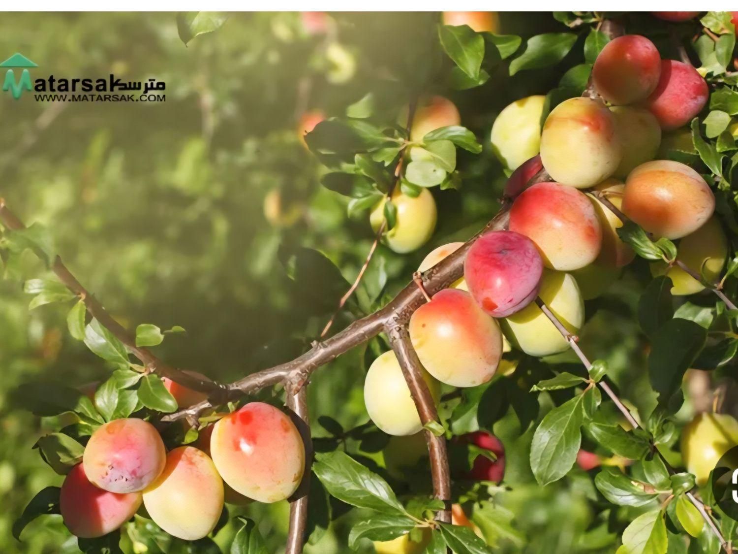 باغچه سنددار|فروش زمین و ملک کلنگی|چهاردانگه (تهران), |دیوار