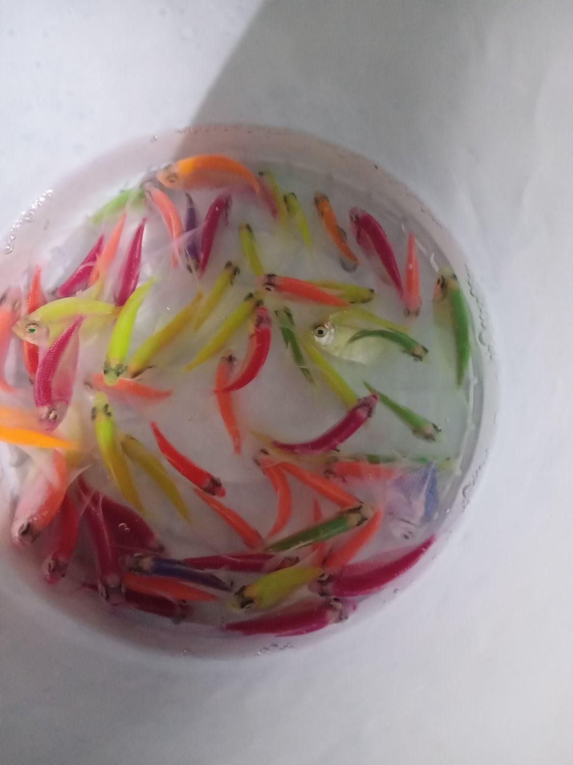 کالر پلاتی زبرا آنجل|ماهی|پاکدشت, پاکدشت (مامازند)|دیوار