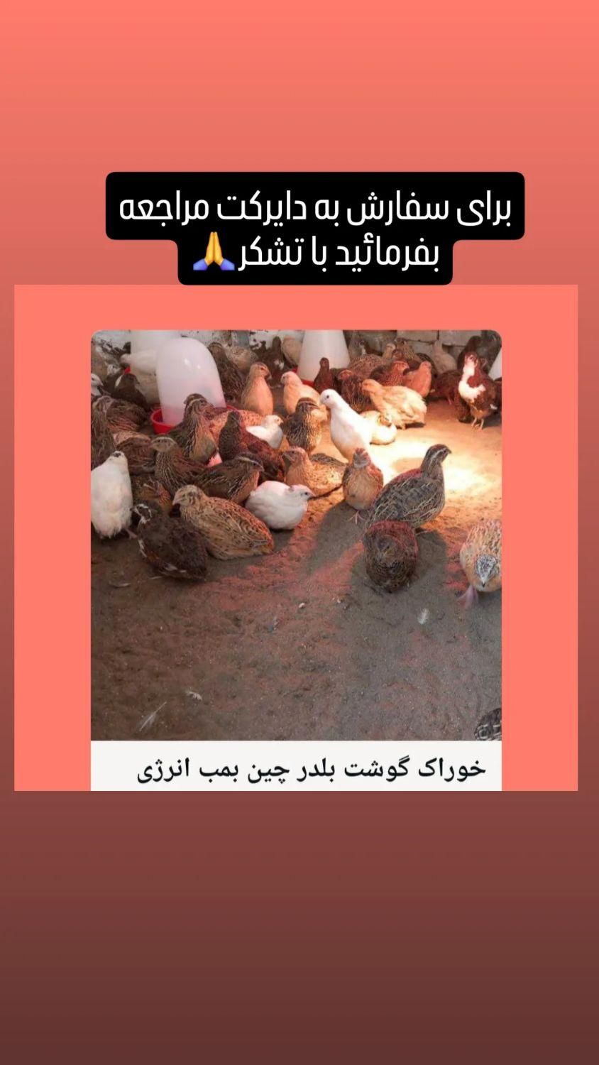 فروش بلدرچین ارگانیک|حیوانات مزرعه|آستانه اشرفیه, |دیوار