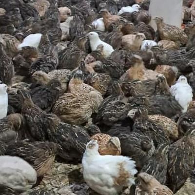 کود بلدرچین ( بستر و قفسی)|گل و گیاه طبیعی|رشت, شهریاران|دیوار