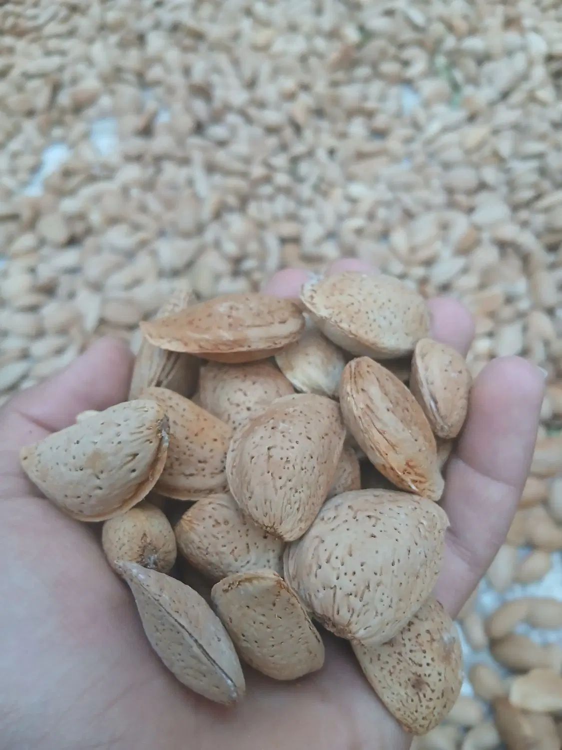 بادام سنگی|خوردنی و آشامیدنی|اصفهان, پروین|دیوار