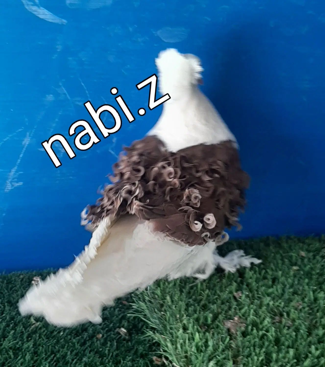 کبوتر زینتی جکسون ،بخارا، شامپیون، چتری، ازبک|پرنده|تهران, آرژانتین|دیوار