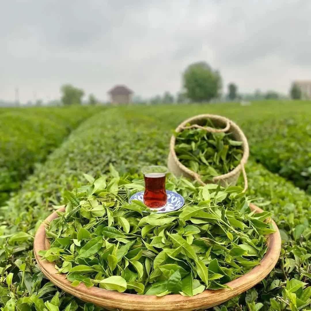 چای لاهیجان شکسته ممتاز  کد 21 خان دشت|خوردنی و آشامیدنی|لاهیجان, شیخ زاهد|دیوار