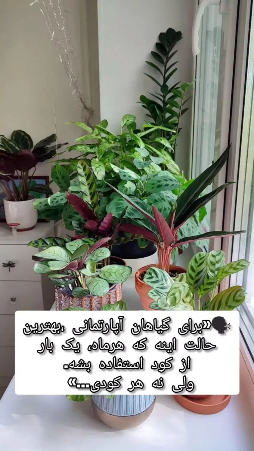 قرص کود. رشدانفجاری گل وگیاهان  آپارتمانی|گل و گیاه طبیعی|کرمانشاه, |دیوار