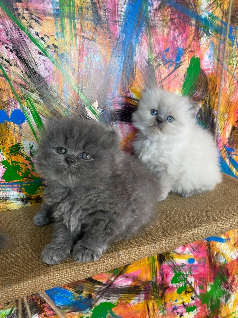 مجموعه اصیل ترین گربه ها(پرشین بریتیش اسکاتیش)|گربه|اهواز, کیانپارس |دیوار