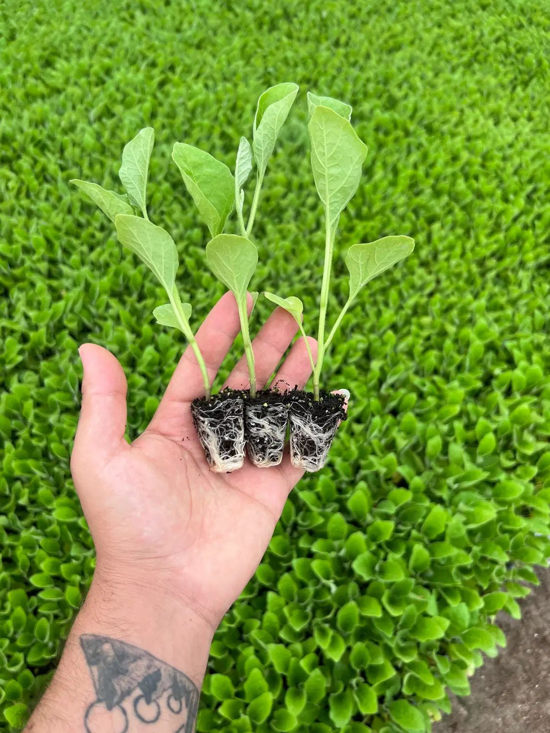 نشا|گل و گیاه طبیعی|خاش, |دیوار