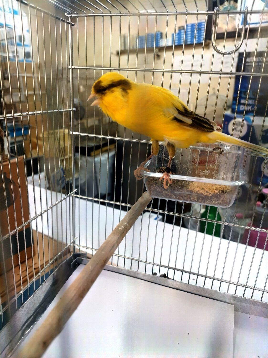 قناری رسمی نرو ماده|پرنده|اندیشه, اندیشه فاز ۱|دیوار