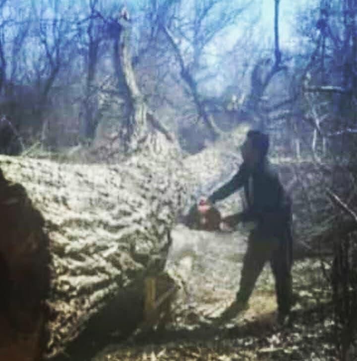 خریدارچوب درخت|خدمات باغبانی و درختکاری|خرمآباد, |دیوار