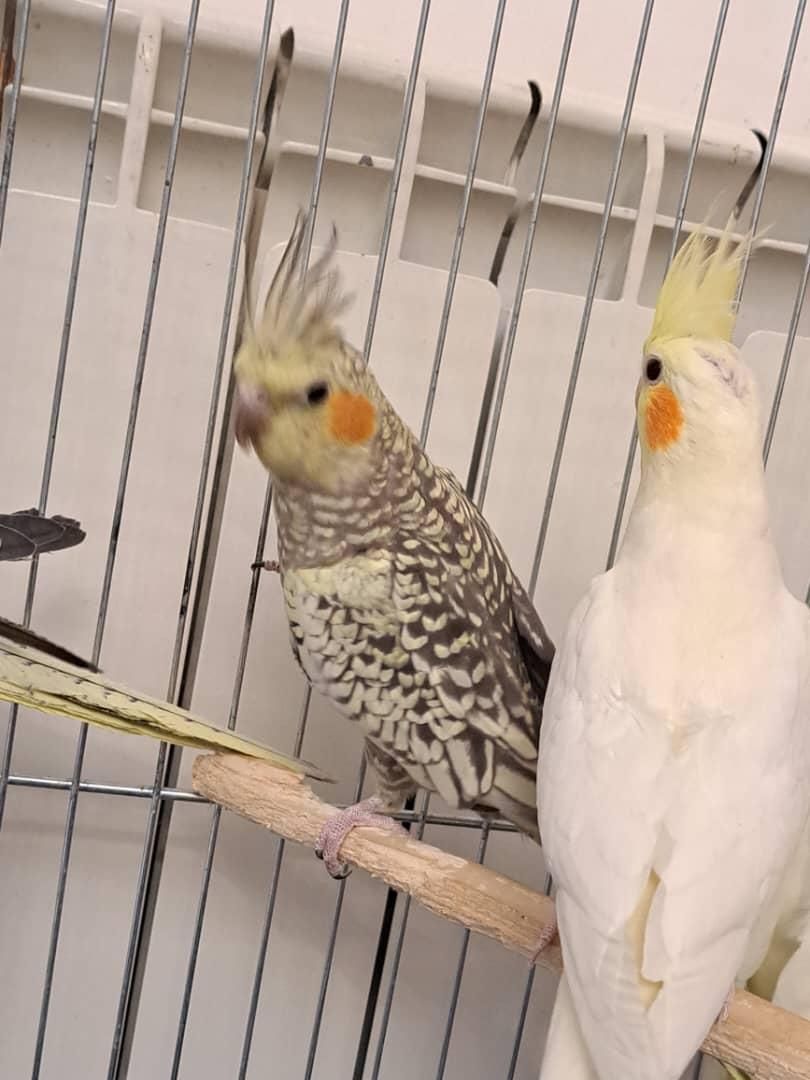 عروس هلندی نر و ماده سرحال|پرنده|پاکدشت, پارچین|دیوار