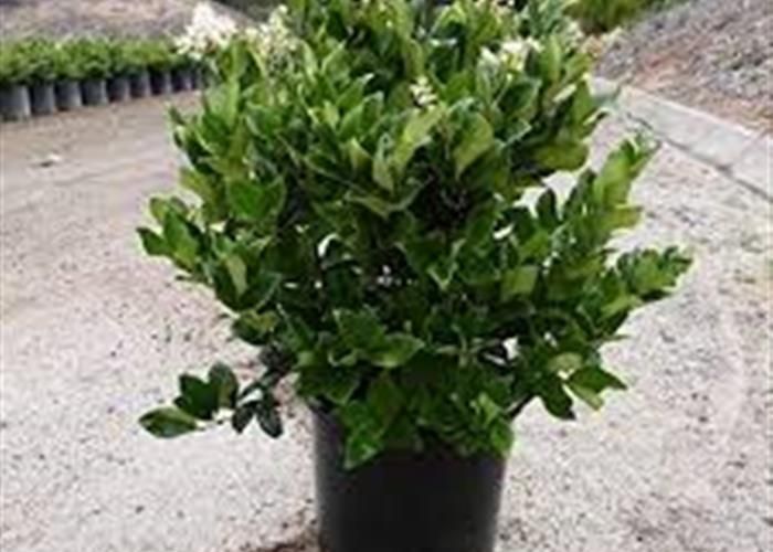 کوچک بزرگ یاس هلندی گل گیاه نهال درخت درختچه فروشی|گل و گیاه طبیعی|تهران, باغ خزانه|دیوار
