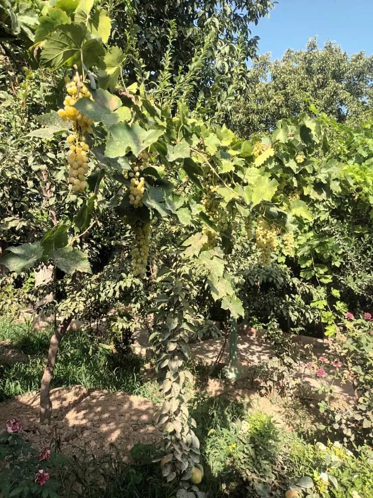 باغچه‌ی زیبا درختان بزرگ و خوش بار با حق آب|فروش زمین و ملک کلنگی|هشتگرد, هشتگرد قدیم|دیوار