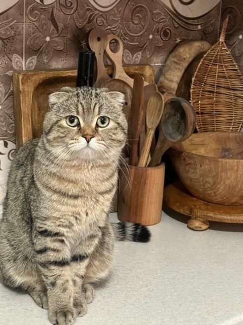 جفت گیری گربه نر|گربه|پرند, فاز ۴|دیوار