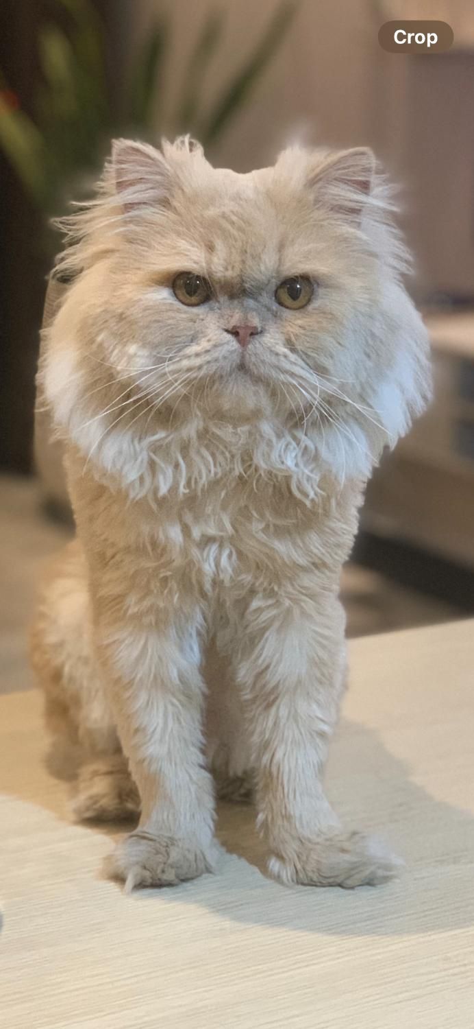 گربه نر بالغ اماده جفتگیری(پرشین)|گربه|قزوین, |دیوار