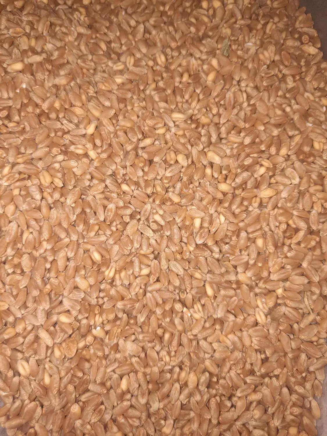 گندم  پاک کرده|خوردنی و آشامیدنی|اصفهان, جوزدان الیادران|دیوار