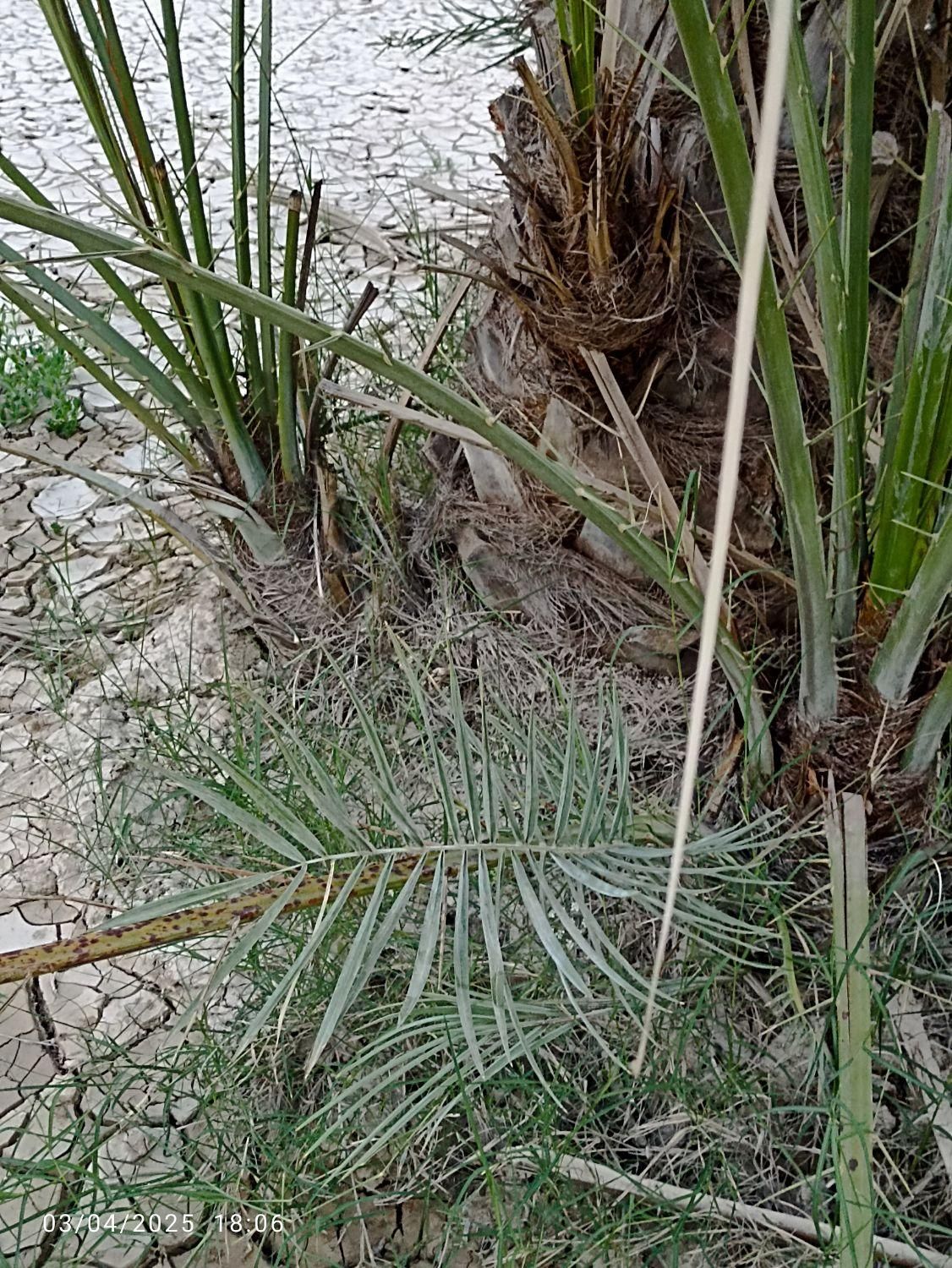 فروش پاجوش کبکاب رسیده و عالی جهت کشت|گل و گیاه طبیعی|برازجان, |دیوار