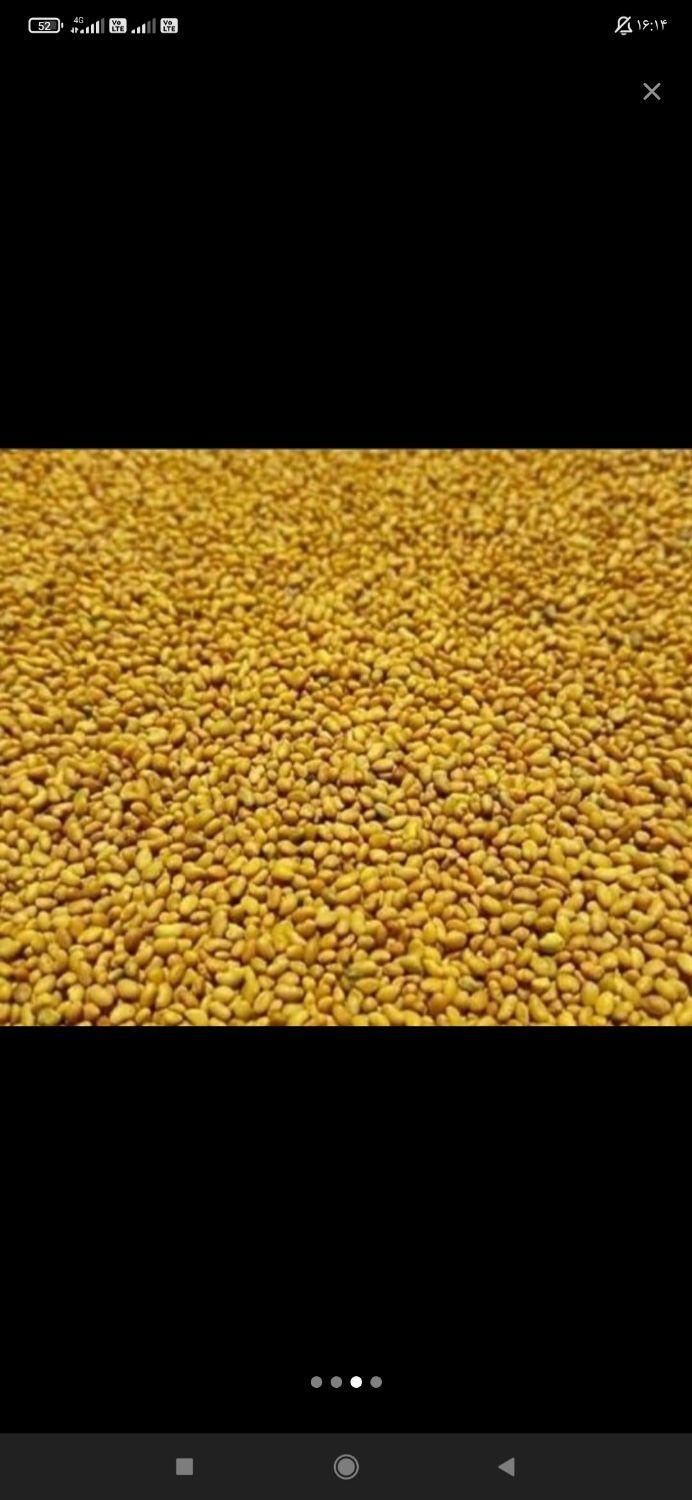 بذر یونجه ممتاز|خدمات باغبانی و درختکاری|سقز, |دیوار