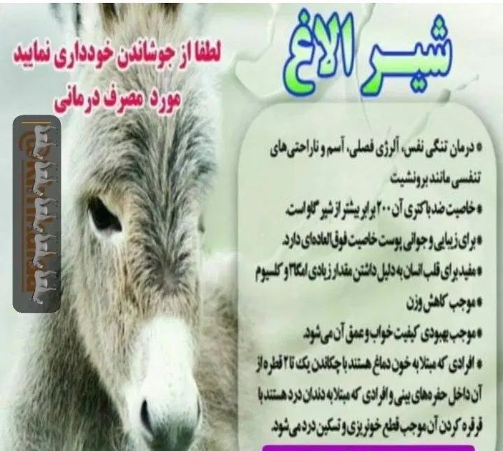 شیر خر شیر الاغ|خوردنی و آشامیدنی|مشهد, چاهشک|دیوار