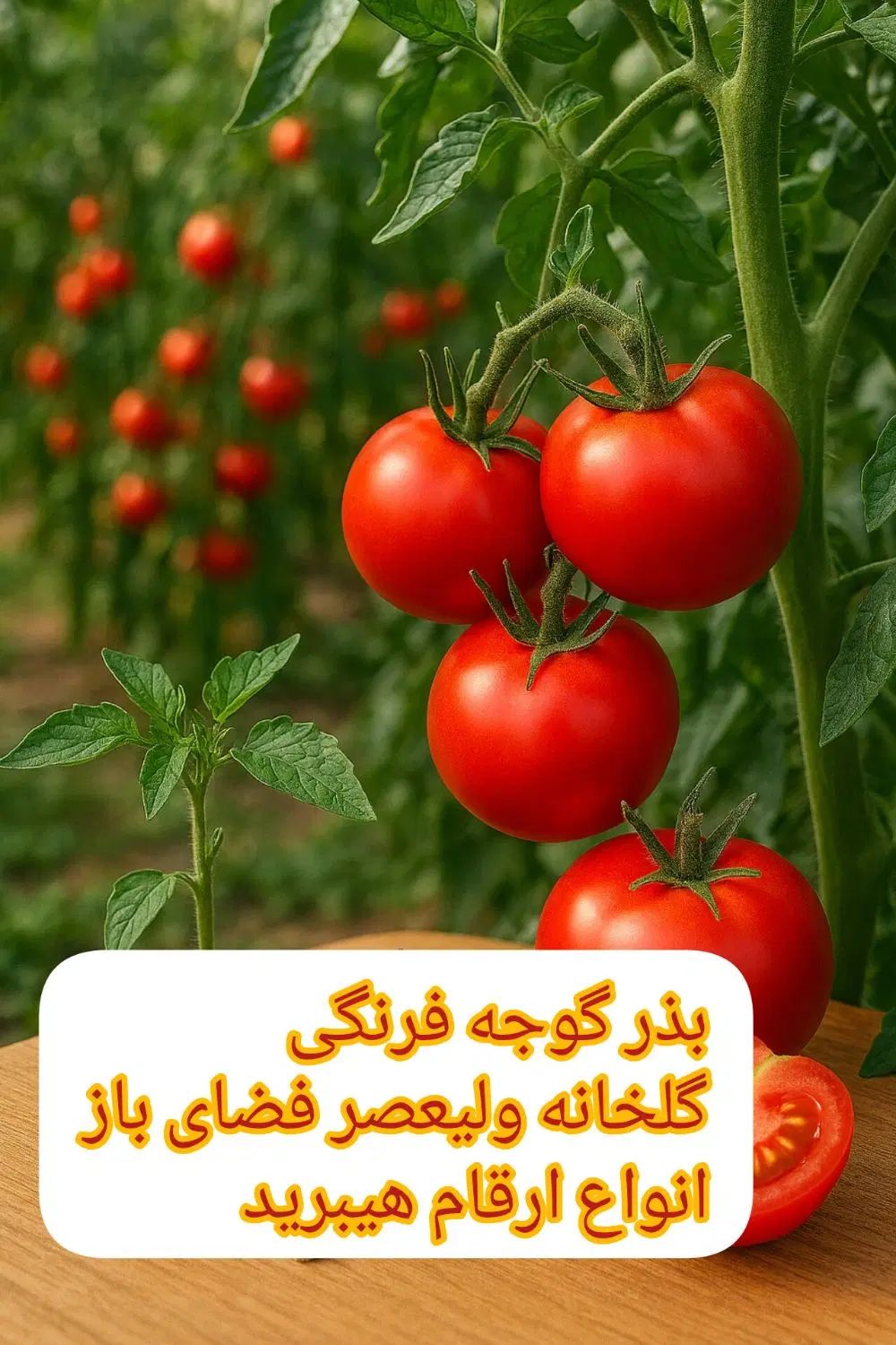 بذر گوجه فرنگی گلخانه‌ای و فضای باز|گل و گیاه طبیعی|تهران, امیرآباد|دیوار