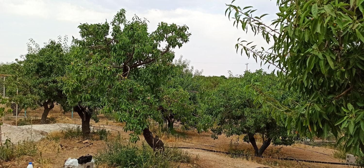 فروش زمین ۱۰۰۰ متری در احمدآباد|فروش زمین و ملک کلنگی|اصفهان, احمدآباد|دیوار