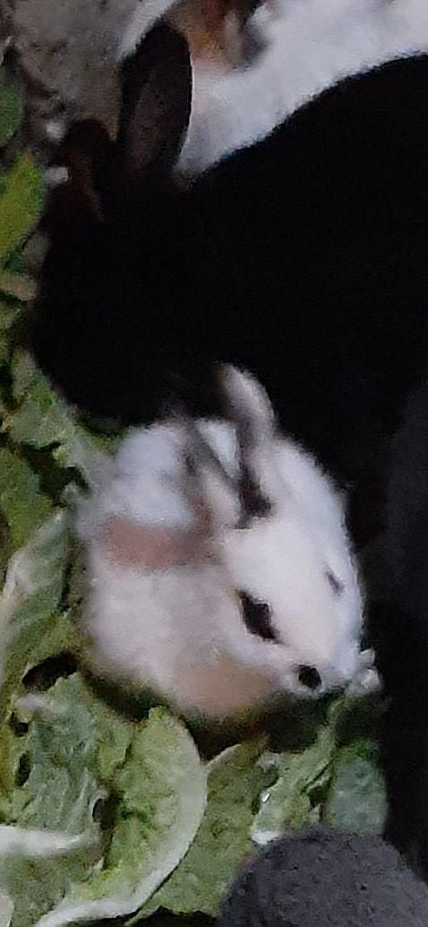 خرگوشهای خوشگل وبازیگوش به تعداد زیاد|موش و خرگوش|میاندوآب, |دیوار