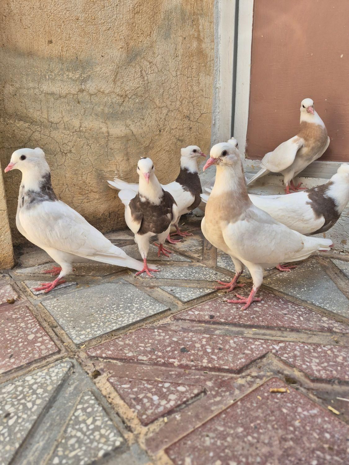 طوقی جوانه|پرنده|کرمانشاه, |دیوار