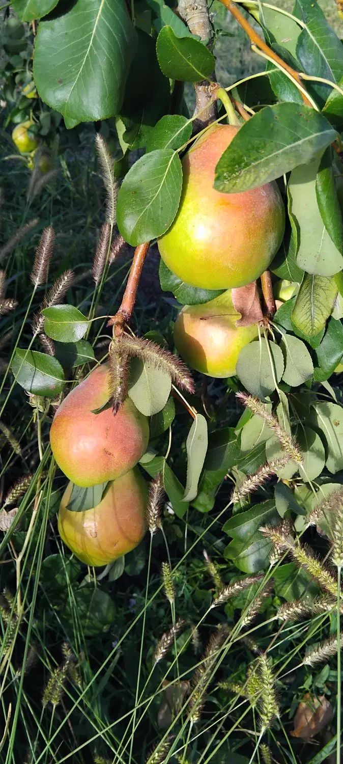 گلابی اسپادانا درشت و ابدار و بسیار بادوام (کلات)|خوردنی و آشامیدنی|مشهد, سیلو|دیوار