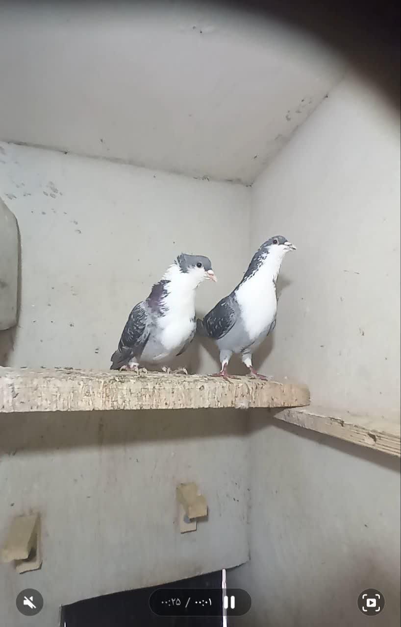 جفت کبوتر رسمی|پرنده|کرمان, |دیوار