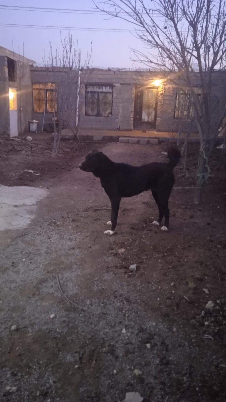 سگ سرابی|سگ|صباشهر, |دیوار