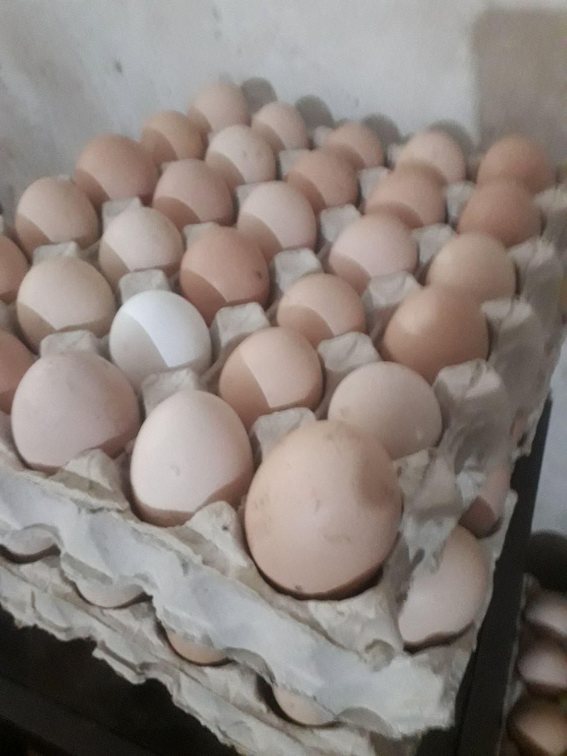 فروش تخم مرغ تازه تعداد بالا  نطفه دار وخوراکی|حیوانات مزرعه|کوچصفهان, |دیوار