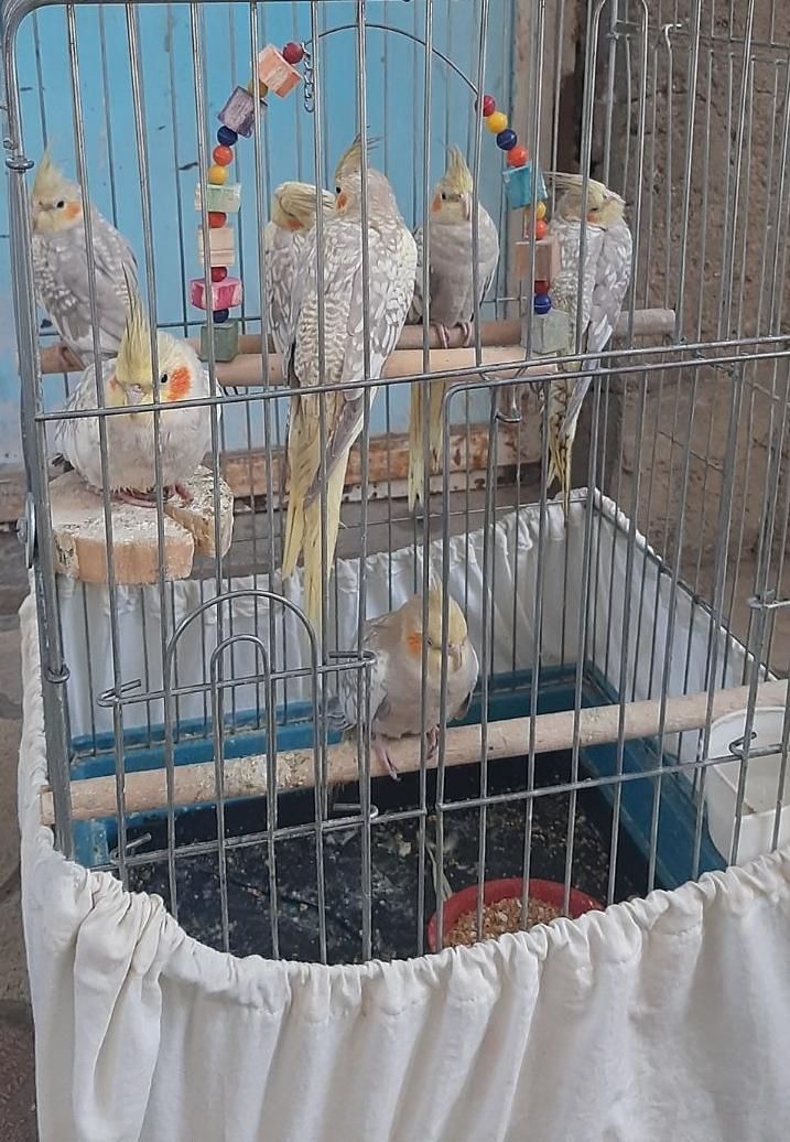 عروس هلندی جونه نزدیک یک ساله گلباقلی مرواریدی|پرنده|بروجرد, |دیوار