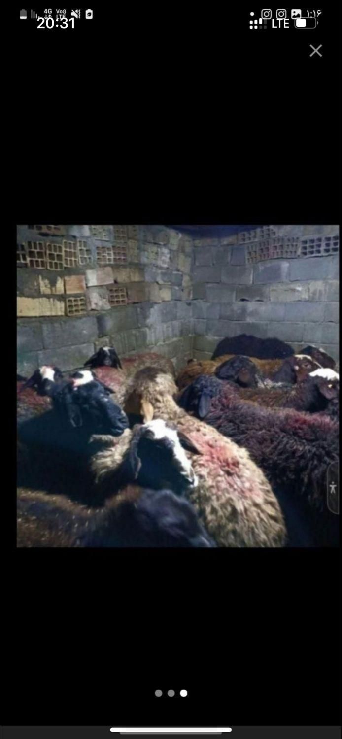 گوسفنده زنده بلوار امیرکبیر سه راه کیانمهر|حیوانات مزرعه|کرج, کیانمهر|دیوار