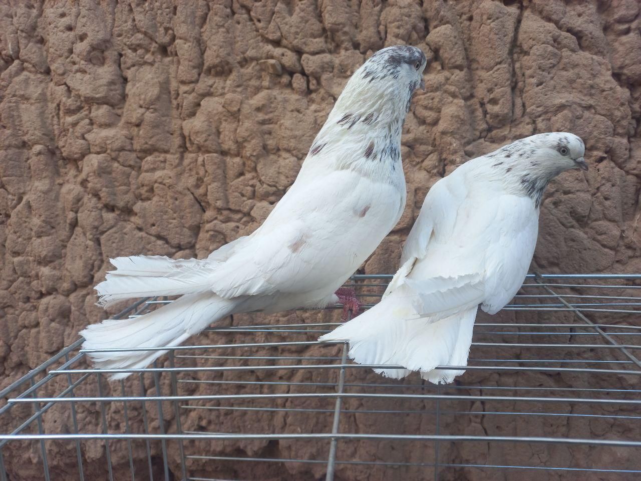 دوجفت نروماده کله ای شمرونی با جوجه|پرنده|اردکان, |دیوار