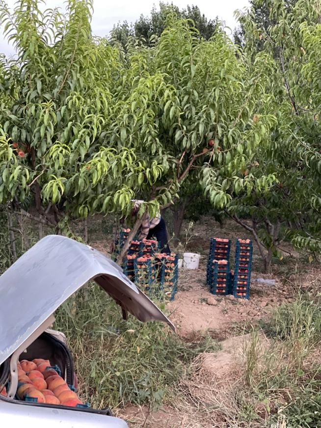 باغ ۲۰۰۰ متری درحاشیه جاده روستای بیار ، آشخانه|فروش زمین و ملک کلنگی|آشخانه, |دیوار