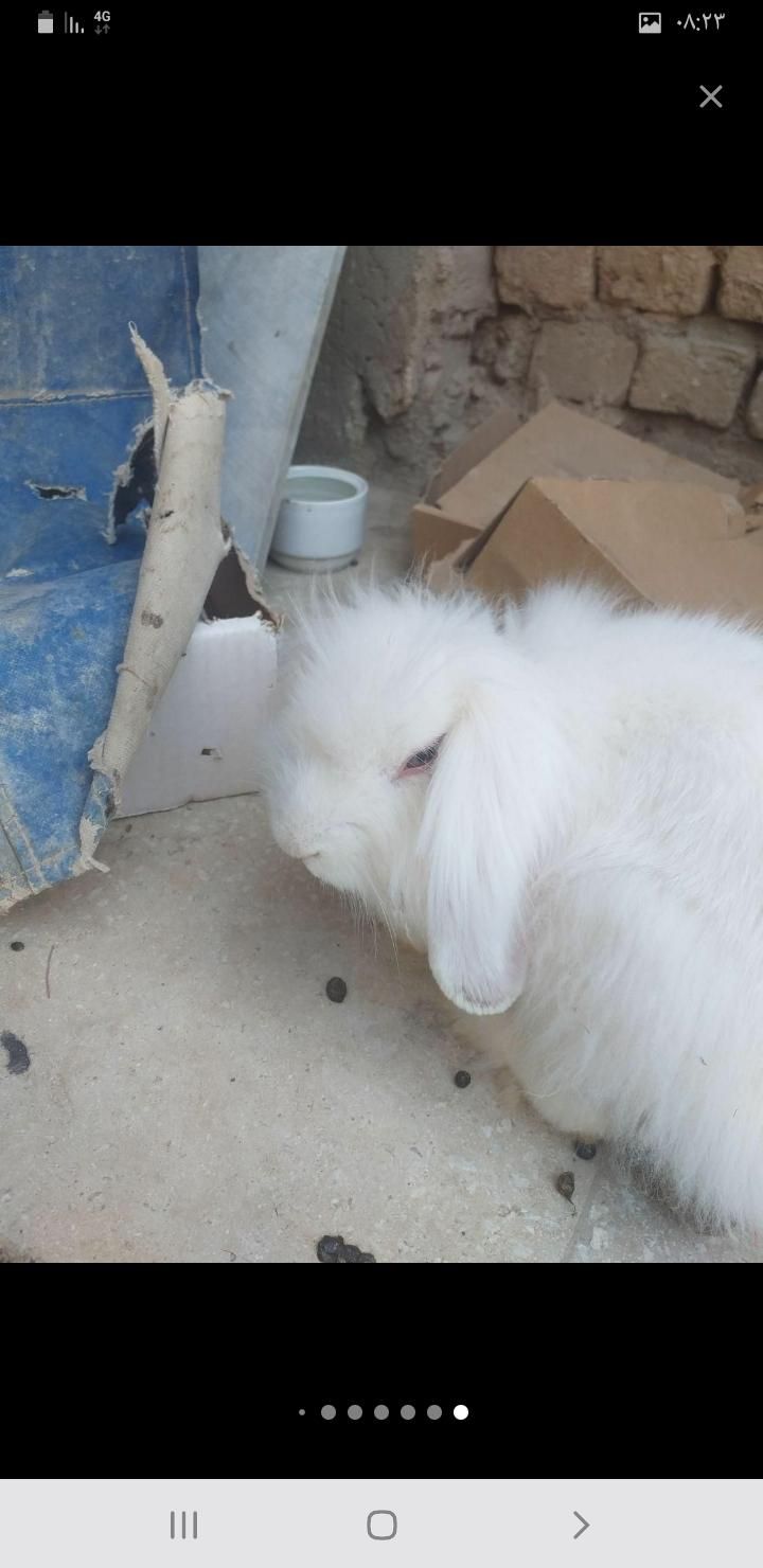 خرگوش لوپ اصل|موش و خرگوش|کاشان, کارگر|دیوار