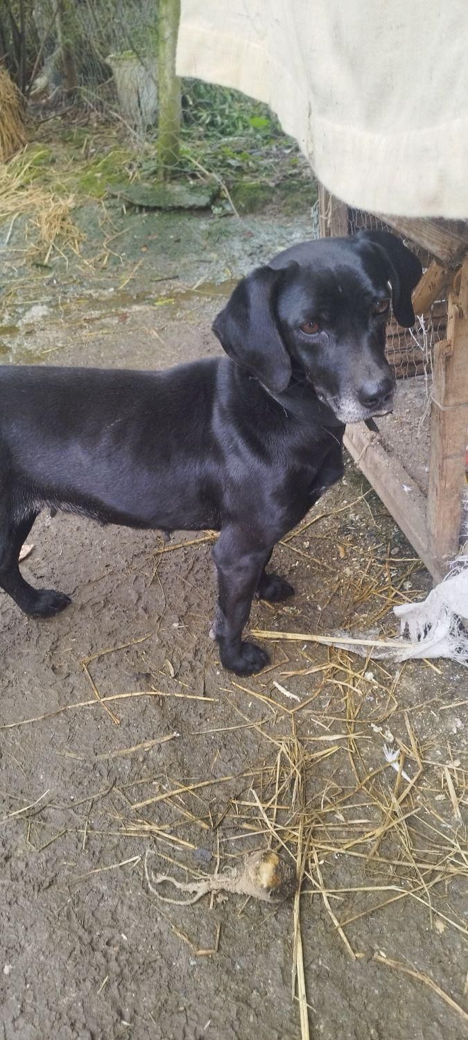 باسکت شکاری ماده|سگ|صومعهسرا, |دیوار