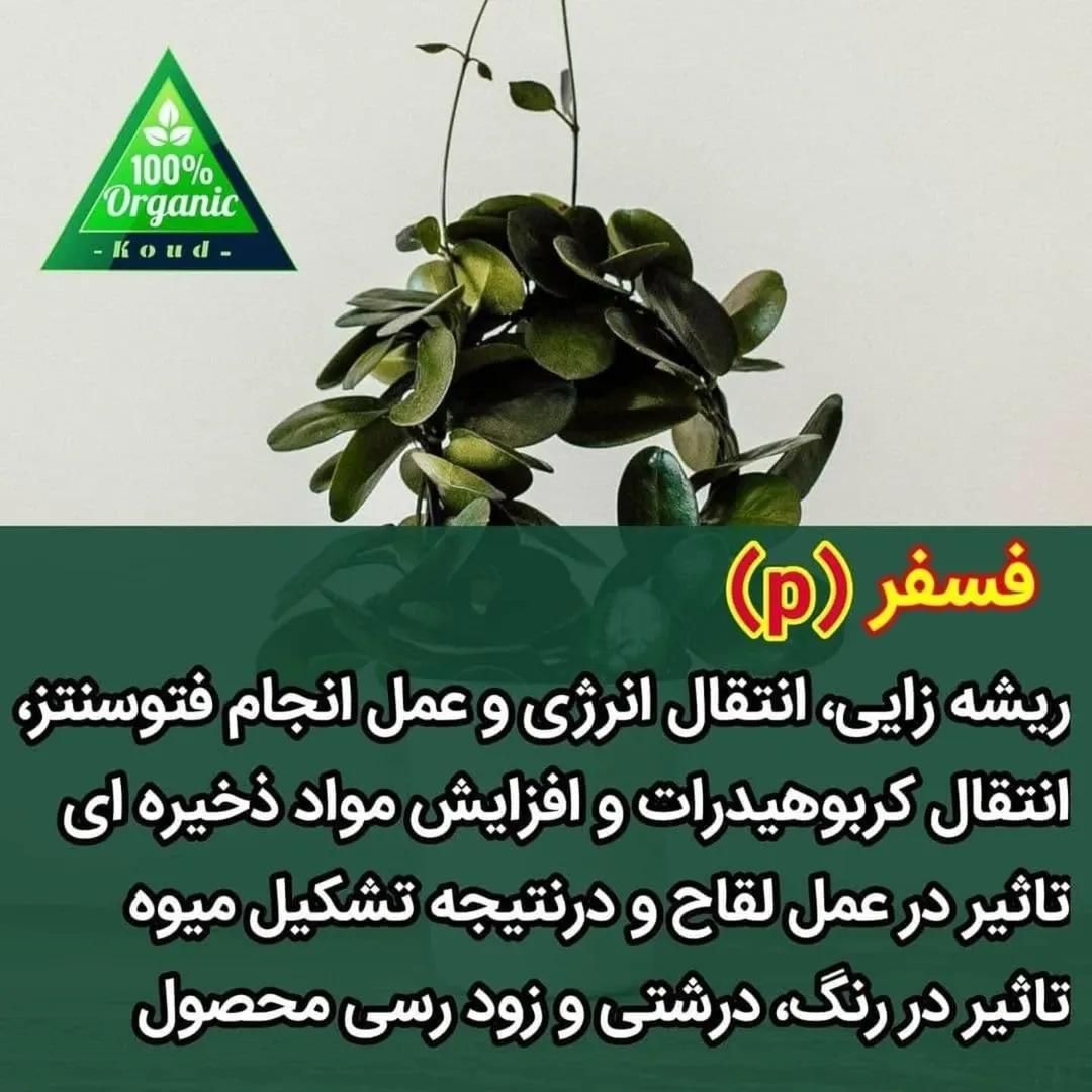 قرص کود ارگانیک معجزه ای برای رشد گیاهان|گل و گیاه طبیعی|شهریار, شهریار|دیوار