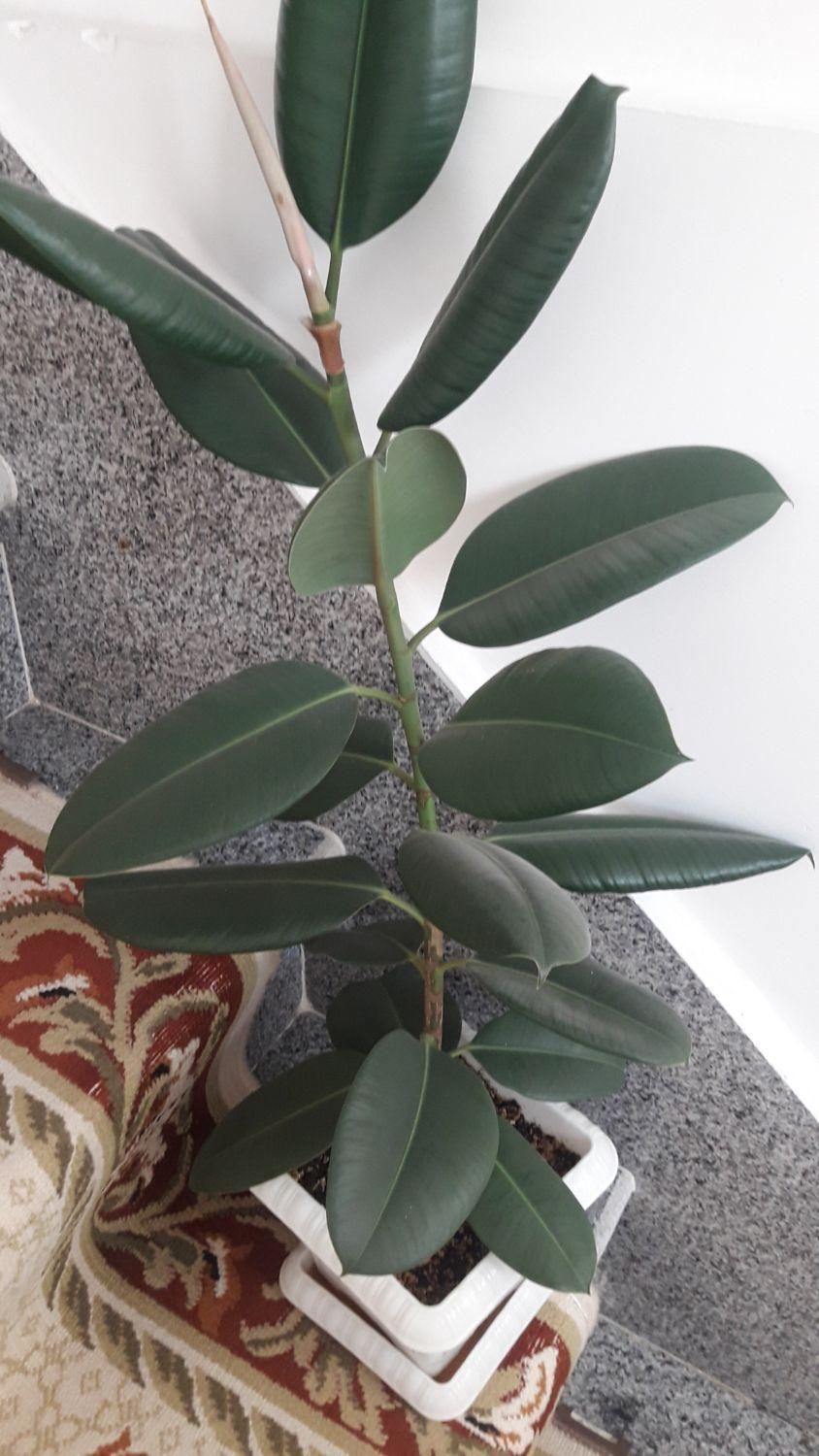 گل و گیاه فروشی|گل و گیاه طبیعی|ارومیه, |دیوار