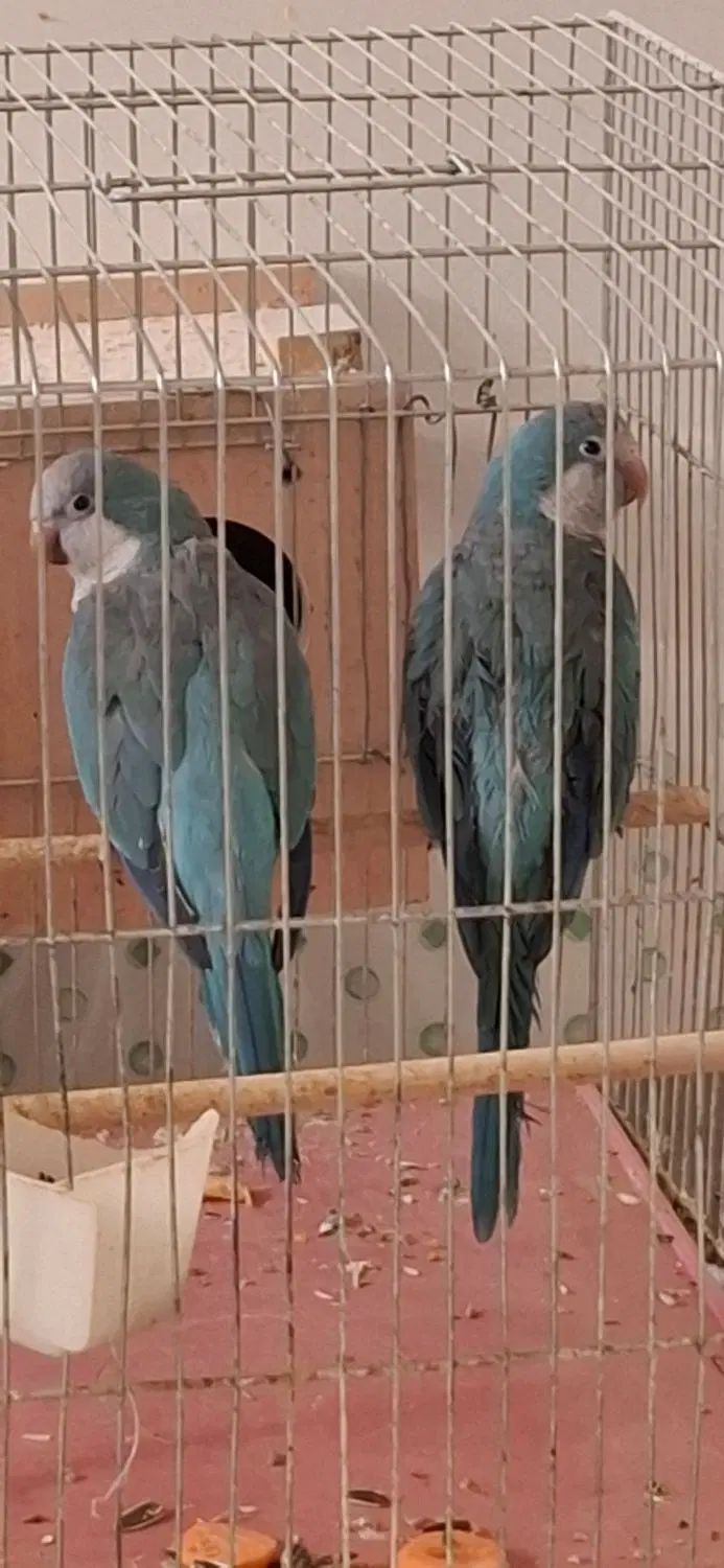 جفت مولد راهب|پرنده|اصفهان, نصرآباد|دیوار
