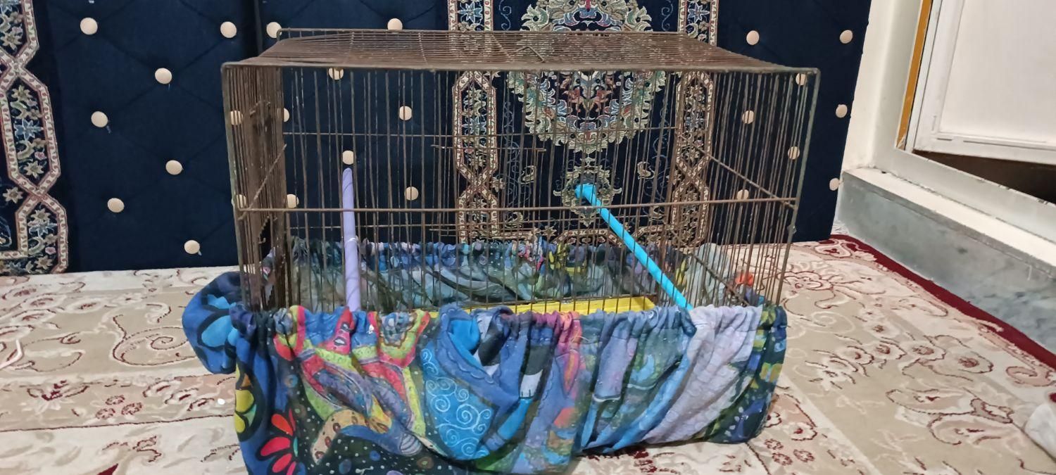 قفس|لوازم جانبی حیوانات|دلیجان, |دیوار